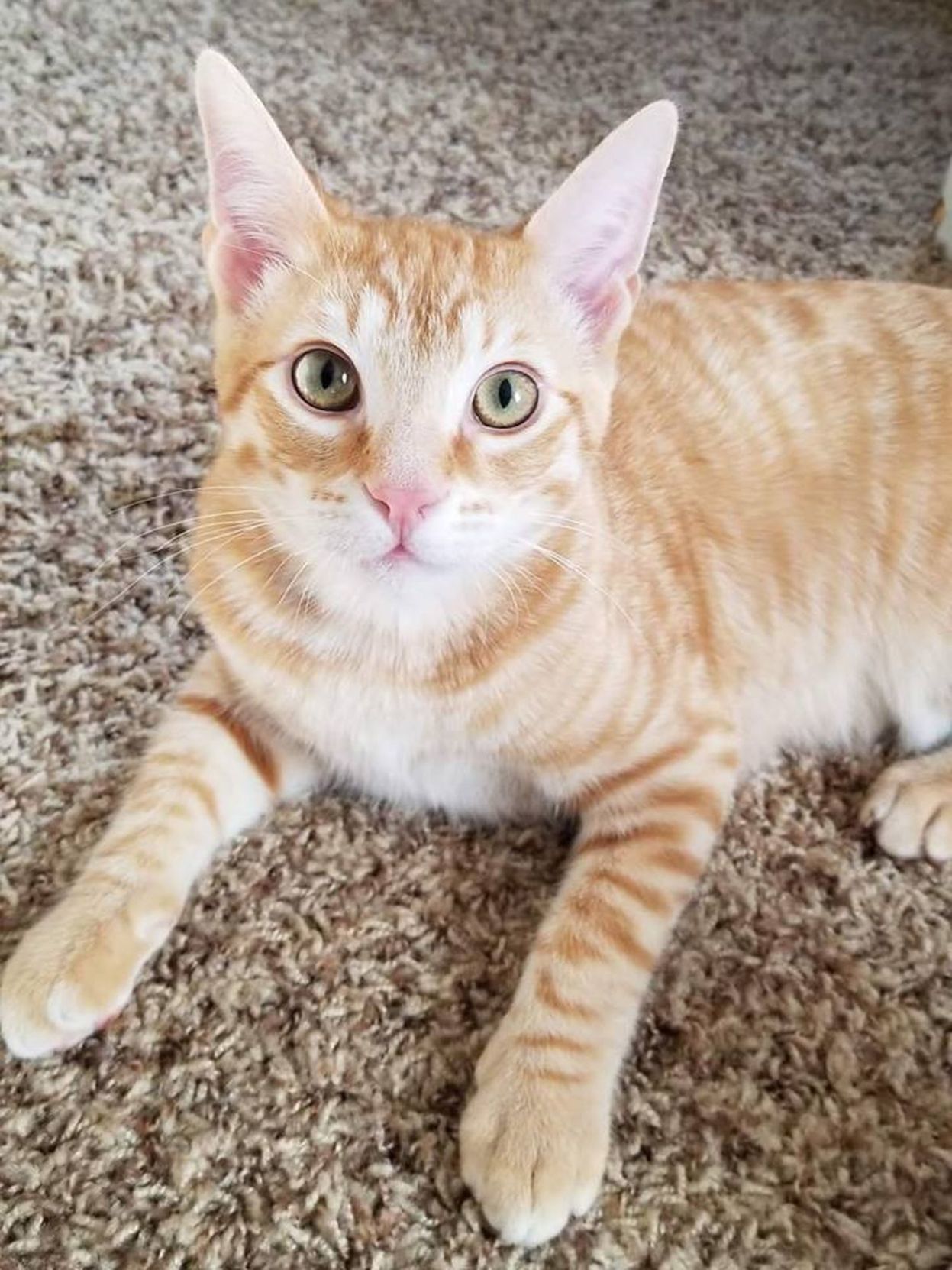 Peanut